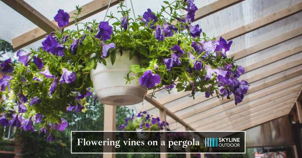 Flowering Vines on a Pergola | Skyline Outdoor